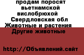 продам поросят вьетнамской вислобрюхой  - Свердловская обл. Животные и растения » Другие животные   